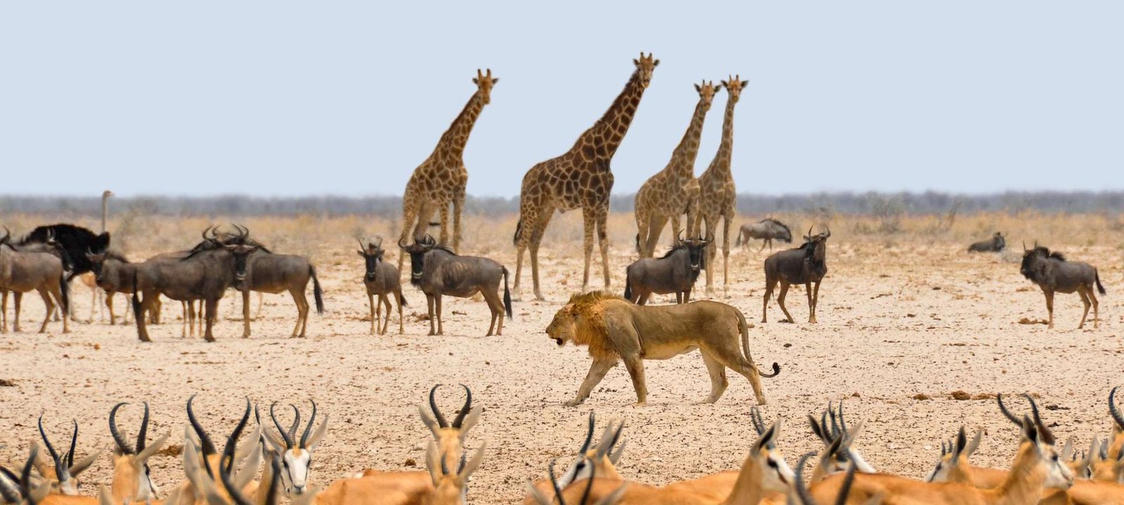 Национальный Парк Этоша | Sima Safari