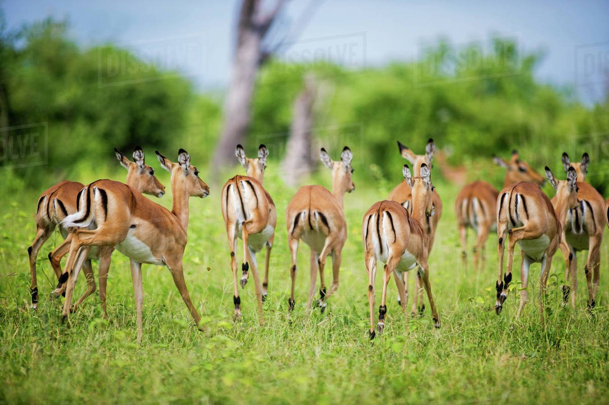 Kasane | Sima Safari