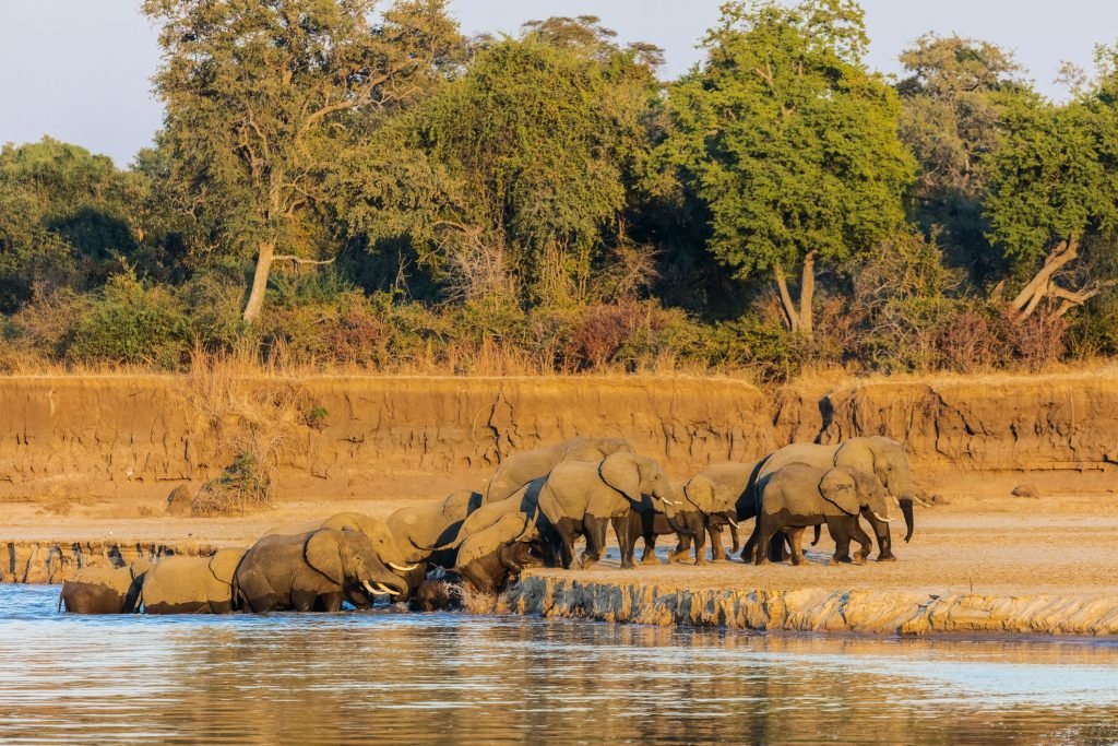 South Luangwa National Park | Sima Safari