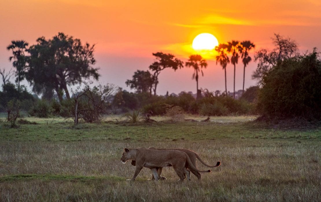 Lions foraging the Selous Plains