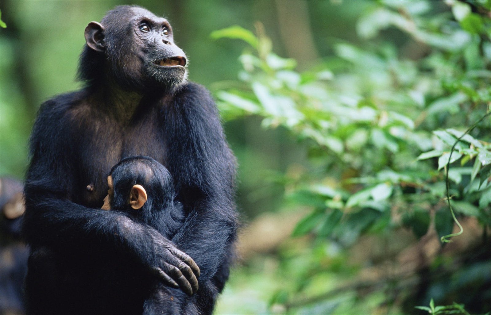 Наблюдать обезьяна. Гомбе-стрим национальный парк. Шимпанзе. Синяя обезьяна. Обезьяны в Танзании.