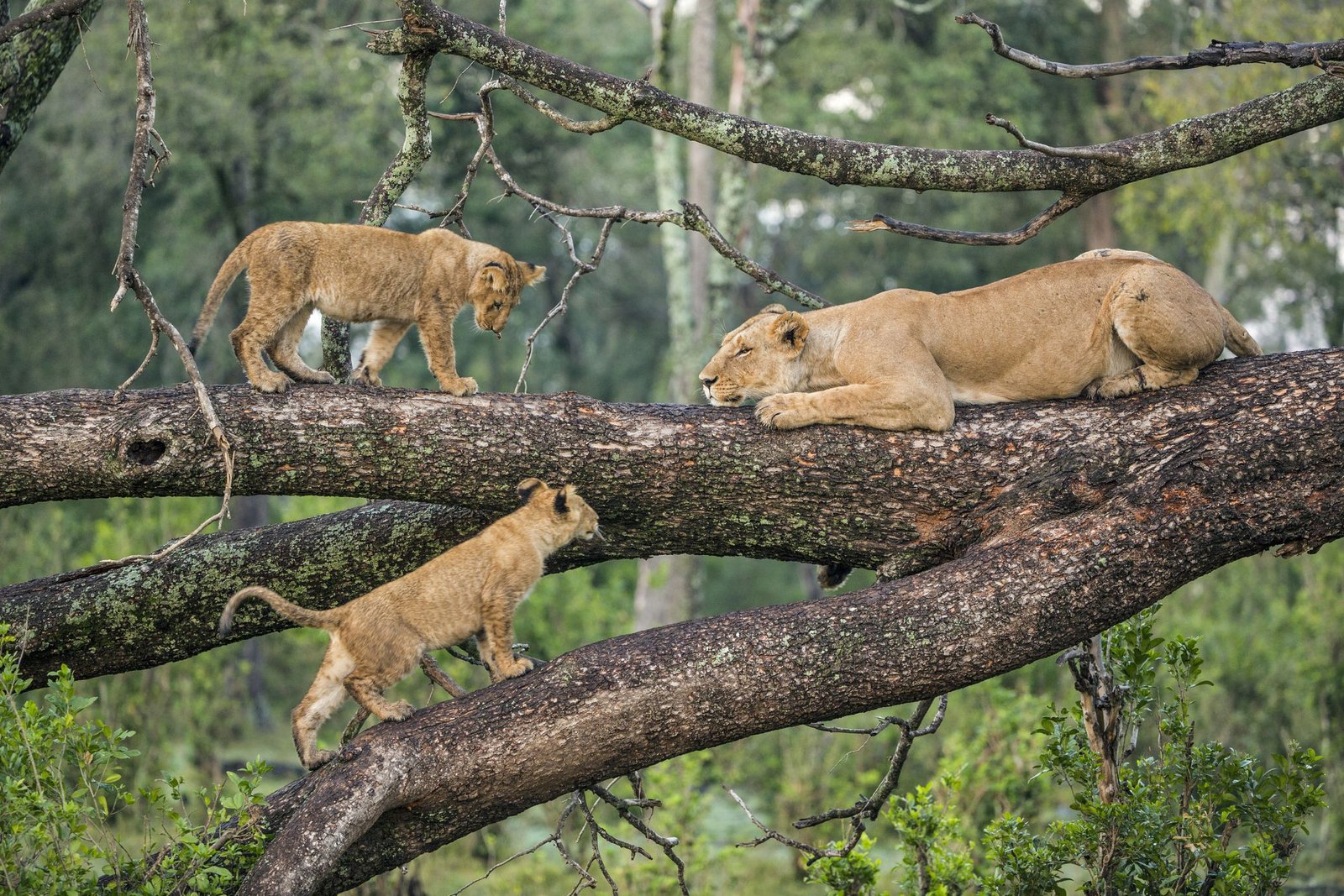 אריות על עץ, טיולי ספארי בטנזניה, אגם מניירה אפריקה