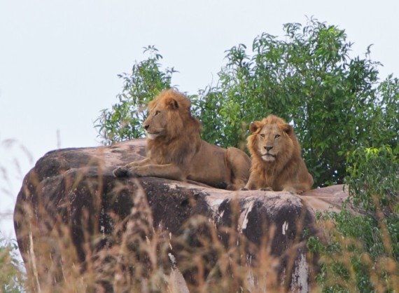שני אריות הספארי הטוב בעולם, אפריקה