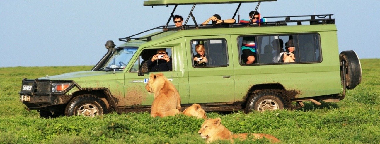רכב ספארי לצד אריות בסיום טרק הקילימנג'רו
