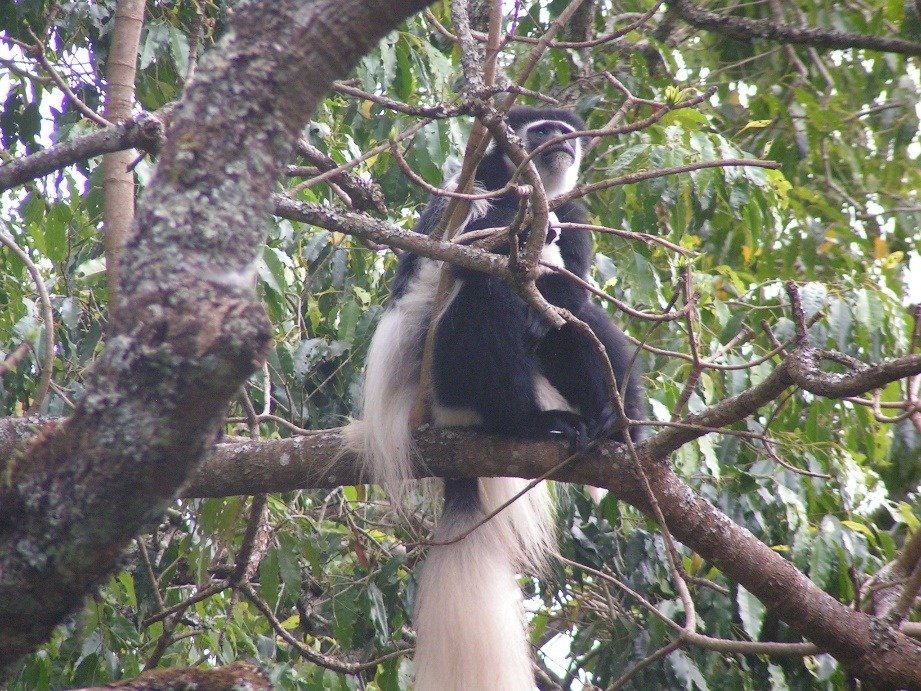 קופים על עץ לאחר טרק הקילימנג'רו