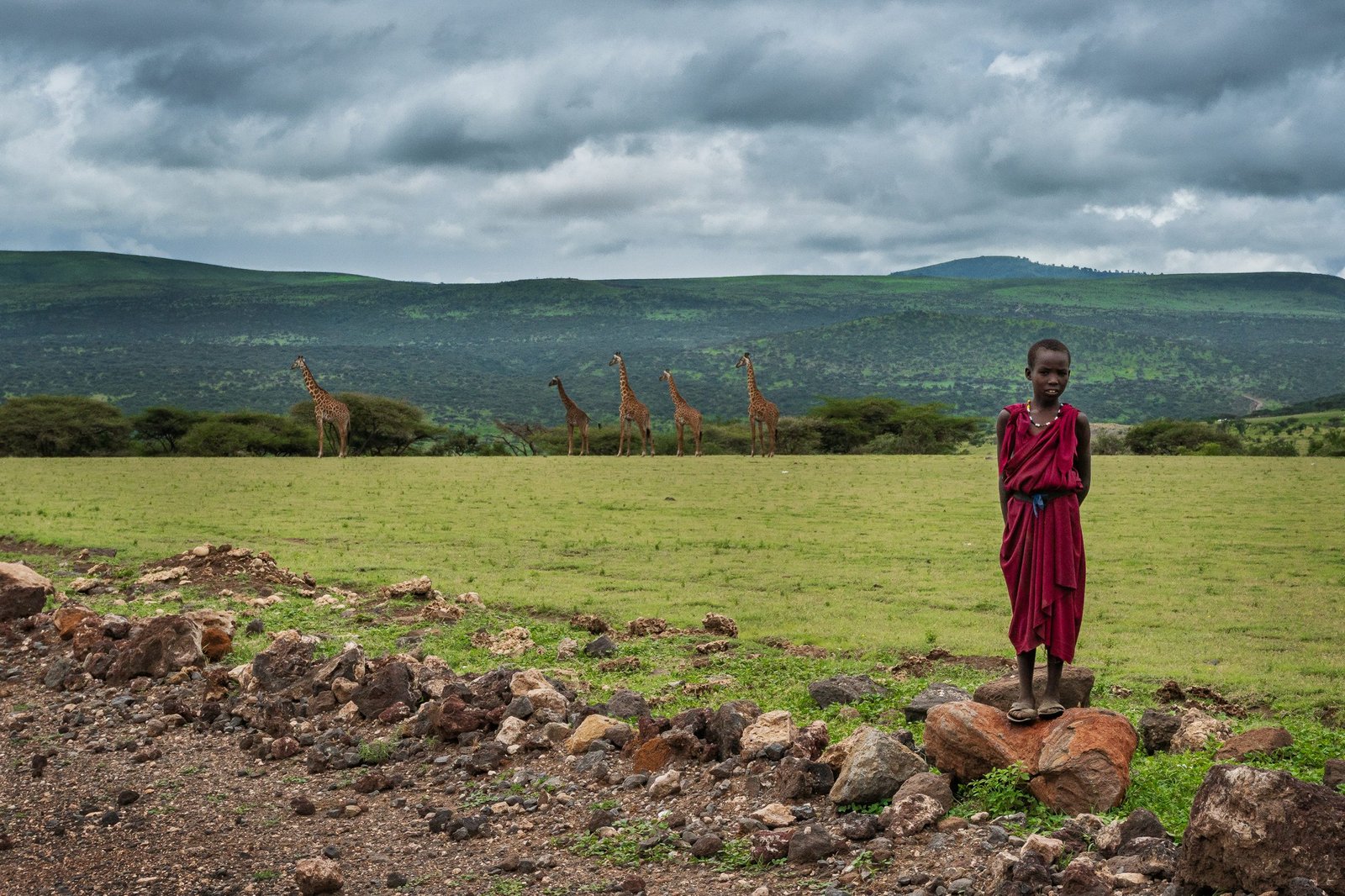 ילד אפריקאי עומד בטנזניה ליד ג'ירפות