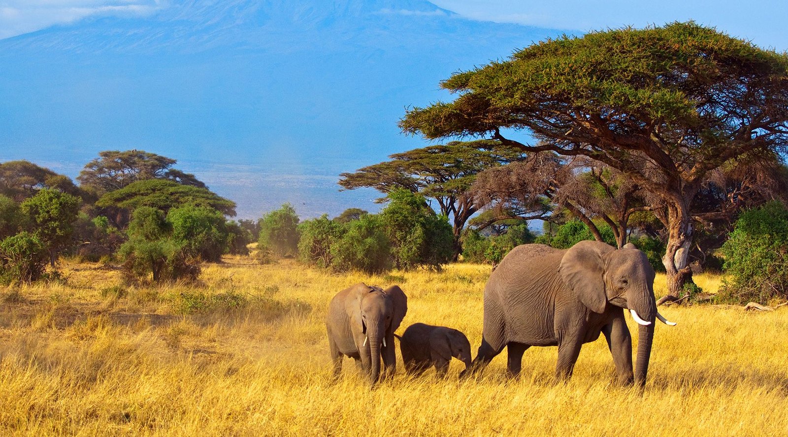 Endless wildlife in South Africa