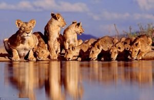 safari in Tanzania
