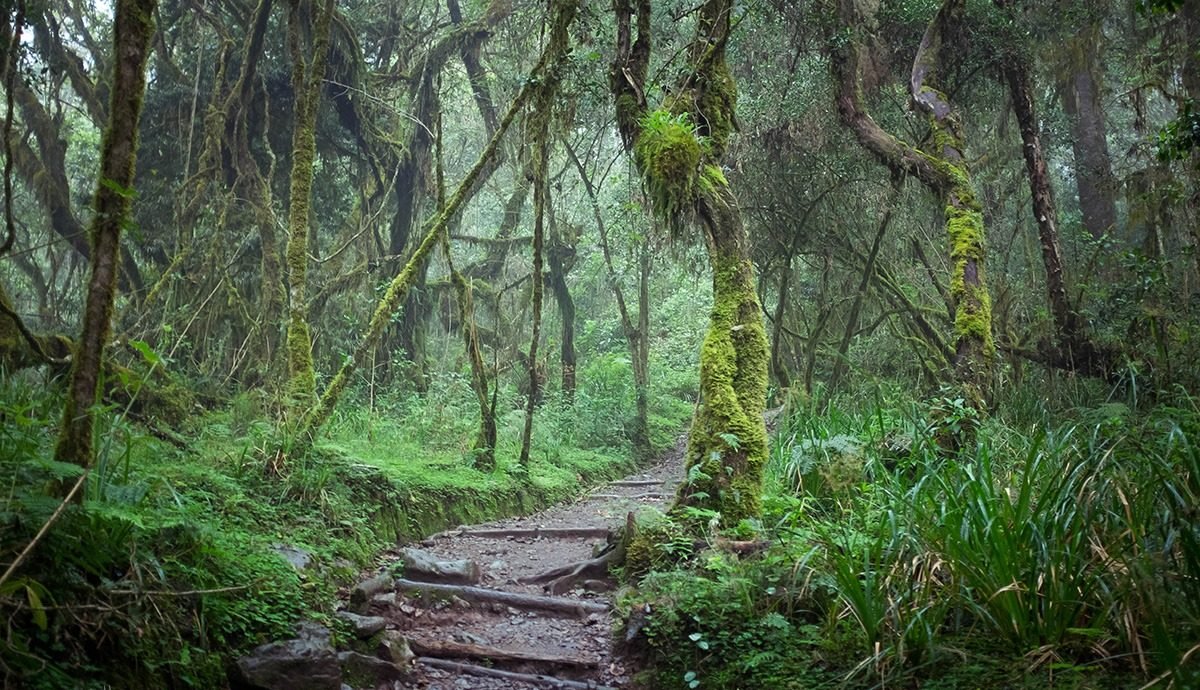 Дождевой лес Килиманджаро